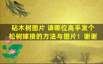 砧木树图片 请哪位高手发个松树嫁接的方法与图片！谢谢